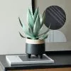 Dunelm Aloe Vera In Black Pot 36cm