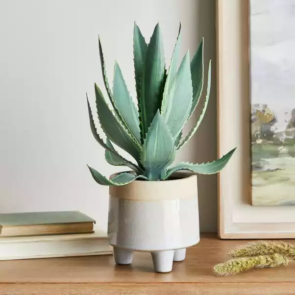Dunelm Coastal Aloe Vera In Ceramic Pot 1 Dunelm Coastal Aloe Vera In Ceramic Pot