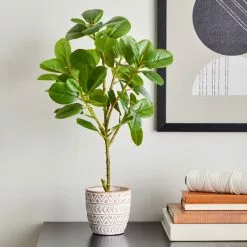 Dunelm Ficus Deltoidea In Terracotta Pot 50cm
