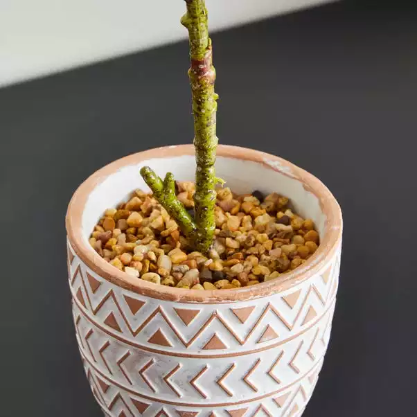 Dunelm Ficus Deltoidea In Terracotta Pot 50cm 2 Dunelm Ficus Deltoidea In Terracotta Pot 50cm - Image 2