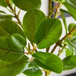 Dunelm Ficus Deltoidea In Terracotta Pot 50cm 6 Dunelm Ficus Deltoidea In Terracotta Pot 50cm -clocks Sales Store 30732425 alt02