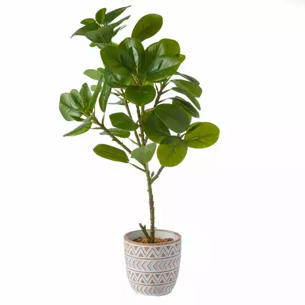Dunelm Ficus Deltoidea In Terracotta Pot 50cm 4 Dunelm Ficus Deltoidea In Terracotta Pot 50cm - Image 4