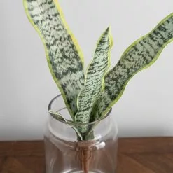 Dunelm Artificial Sansevieria Green Single Stem -clocks Sales Store 30734540 alt03