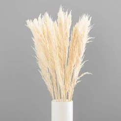 Dunelm Pack Of 12 Dried Bleached Nanal Bundle 8 Dunelm Pack Of 12 Dried Bleached Nanal Bundle -clocks Sales Store 30747113 alt03