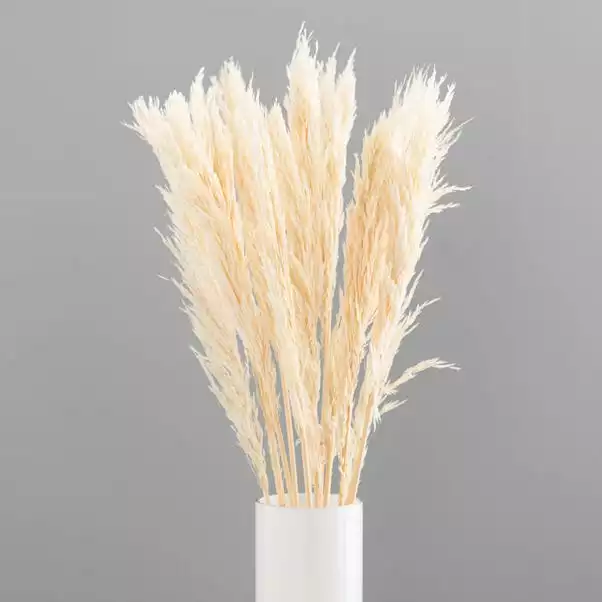 Dunelm Pack Of 12 Dried Bleached Nanal Bundle 4 Dunelm Pack Of 12 Dried Bleached Nanal Bundle - Image 4