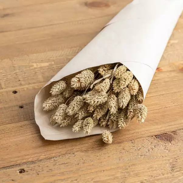 Dunelm Natural Dried Phalaris Bundle 2 Dunelm Natural Dried Phalaris Bundle - Image 2