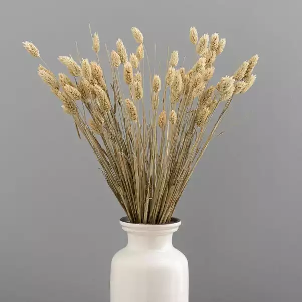 Dunelm Natural Dried Phalaris Bundle 4 Dunelm Natural Dried Phalaris Bundle - Image 4