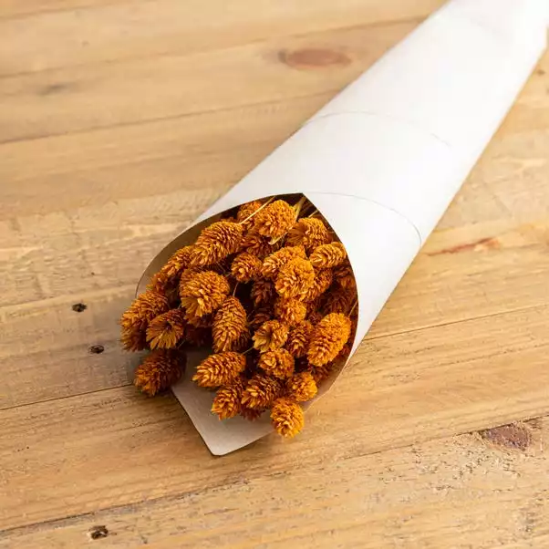 Dunelm Dried Ochre Phalaris Bundle 2 Dunelm Dried Ochre Phalaris Bundle - Image 2