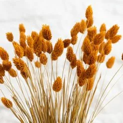 Dunelm Dried Ochre Phalaris Bundle 8 Dunelm Dried Ochre Phalaris Bundle -clocks Sales Store 30747117 alt02