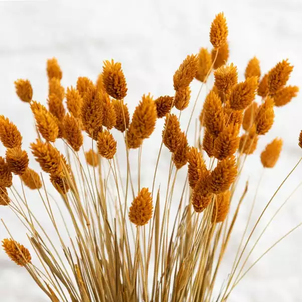 Dunelm Dried Ochre Phalaris Bundle 3 Dunelm Dried Ochre Phalaris Bundle - Image 3