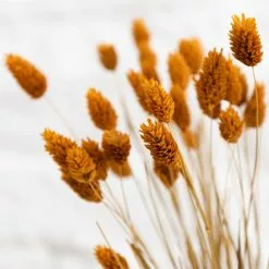 Dunelm Dried Ochre Phalaris Bundle 9 Dunelm Dried Ochre Phalaris Bundle -clocks Sales Store 30747117 alt03