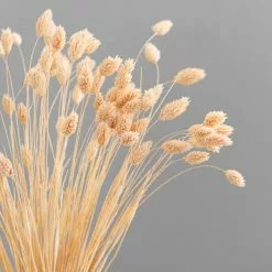 Dunelm Dried Pink Phalaris Bundle 8 Dunelm Dried Pink Phalaris Bundle -clocks Sales Store 30747118 alt02