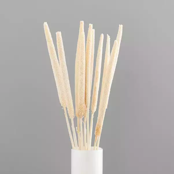 Dunelm 10 Dried Babala Stems Bleached Bundle 4 Dunelm 10 Dried Babala Stems Bleached Bundle - Image 4