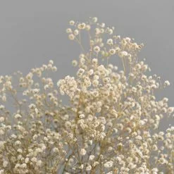 Dunelm Dried White Gypsophila Bundle 7 Dunelm Dried White Gypsophila Bundle -clocks Sales Store 30748843 alt02