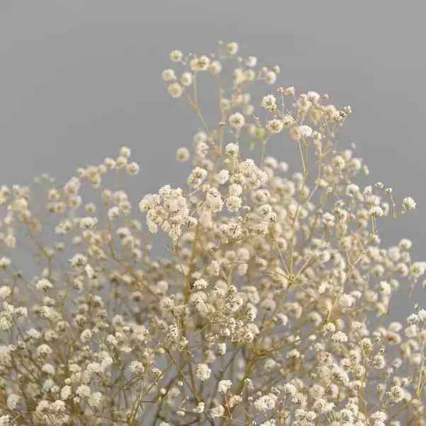 Dunelm Dried White Gypsophila Bundle 3 Dunelm Dried White Gypsophila Bundle - Image 3