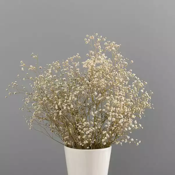 Dunelm Dried White Gypsophila Bundle 4 Dunelm Dried White Gypsophila Bundle - Image 4