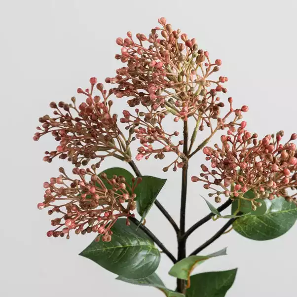 Dunelm Pink Flowering Laurel 2 Dunelm Pink Flowering Laurel - Image 2