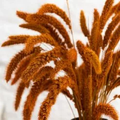 Dunelm Dried 55cm Orange Setaria Macrostachia Bundle -clocks Sales Store 30751171 alt02