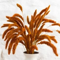 Dunelm Dried 55cm Orange Setaria Macrostachia Bundle -clocks Sales Store 30751171 alt03
