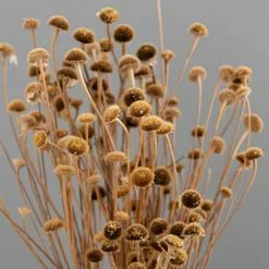 Dunelm Dried Natural Wild Daisy Bundle -clocks Sales Store 30751174 alt02