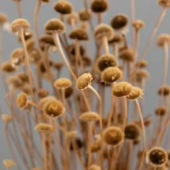 Dunelm Dried Natural Wild Daisy Bundle -clocks Sales Store 30751174 alt04