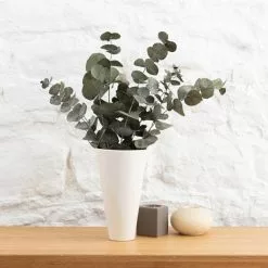 Dunelm Preserved Eucalyptus Syneria Bundle