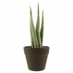 Dunelm Artificial Aloe Vera In Black Pot 24cm -clocks Sales Store 30752437 alt03