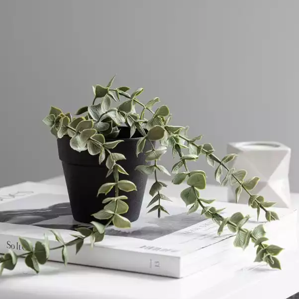Dunelm Artificial Trailing Eucalyptus In Black Pot 45cm 3 Dunelm Artificial Trailing Eucalyptus In Black Pot 45cm - Image 3
