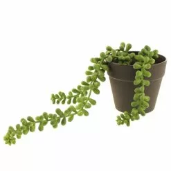 Dunelm Artificial Trailing String Of Pearls In Black Pot -clocks Sales Store 30752443 alt03