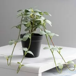 Dunelm Artificial Trailing Leaves In Pot 6 Dunelm Artificial Trailing Leaves In Pot -clocks Sales Store 30752445 alt02