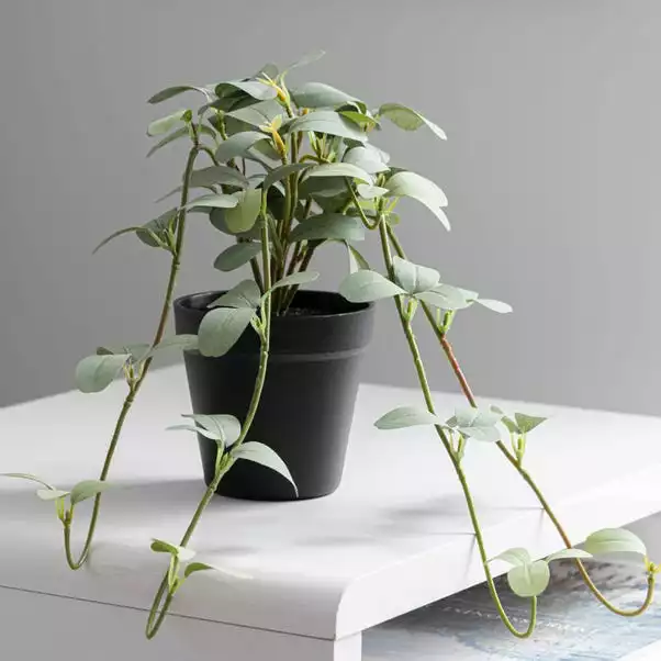 Dunelm Artificial Trailing Leaves In Pot 3 Dunelm Artificial Trailing Leaves In Pot - Image 3