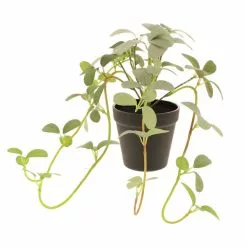 Dunelm Artificial Trailing Leaves In Pot 7 Dunelm Artificial Trailing Leaves In Pot -clocks Sales Store 30752445 alt03