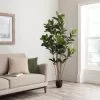 Dunelm Artificial Rubber Tree 180cm