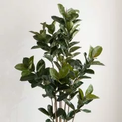 Dunelm Artificial Rubber Tree 180cm -clocks Sales Store 30754631 alt02