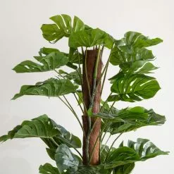 Dunelm Artificial Monstera Tree 180cm 7 Dunelm Artificial Monstera Tree 180cm -clocks Sales Store 30754635 alt02