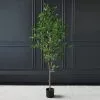 Scottish Everlastings Mini Ficus Tree In Pot 155cm