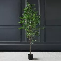 Scottish Everlastings Mini Ficus Tree In Pot 155cm