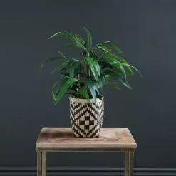 Scottish Everlastings Bamboo In Woven Pot 60cm