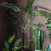 Cedar & Sage Beau Butterfly Fern