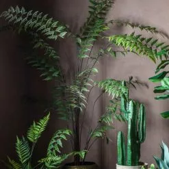 Cedar & Sage Beau Butterfly Fern