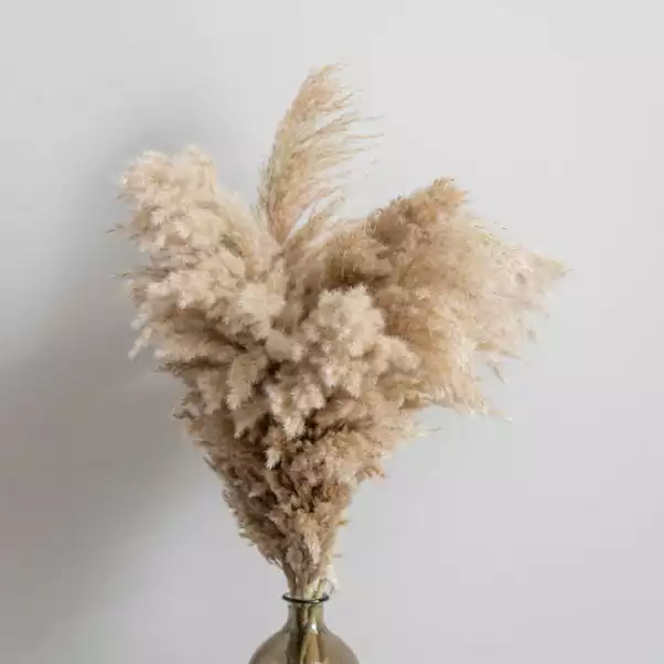 Dunelm Dried Pampas Natural Grass Bundle 75cm 2 Dunelm Dried Pampas Natural Grass Bundle 75cm - Image 2