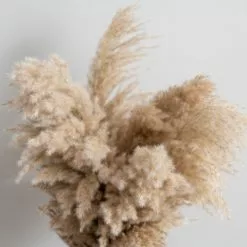 Dunelm Dried Pampas Natural Grass Bundle 75cm 8 Dunelm Dried Pampas Natural Grass Bundle 75cm -clocks Sales Store 30763276 alt02