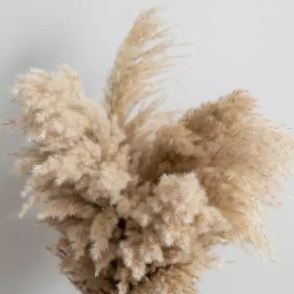 Dunelm Dried Pampas Natural Grass Bundle 75cm 3 Dunelm Dried Pampas Natural Grass Bundle 75cm - Image 3