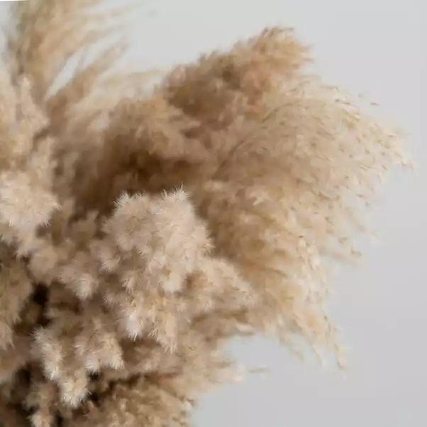 Dunelm Dried Pampas Natural Grass Bundle 75cm 4 Dunelm Dried Pampas Natural Grass Bundle 75cm - Image 4