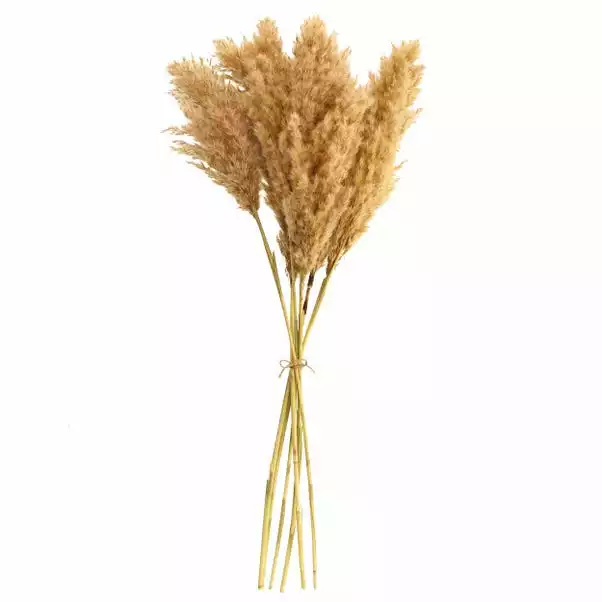 Dunelm Dried Pampas Natural Grass Bundle 75cm 5 Dunelm Dried Pampas Natural Grass Bundle 75cm - Image 5