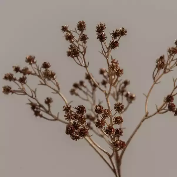 Dunelm Artificial Bronze Gypsophila Spray 52cm 2 Dunelm Artificial Bronze Gypsophila Spray 52cm - Image 2