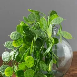 Dunelm Artificial Trailing Honesty Green 65cm 8 Dunelm Artificial Trailing Honesty Green 65cm -clocks Sales Store 30764939 alt02