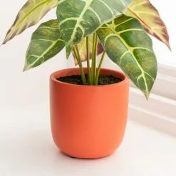 Dunelm Alocasia In Orange Pot -clocks Sales Store 30766509 alt02