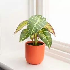 Dunelm Alocasia In Orange Pot -clocks Sales Store 30766509 alt03