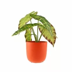Dunelm Alocasia In Orange Pot -clocks Sales Store 30766509 alt05